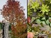 liquidambar_styraciflua_20110926_1002756689 liquidambar_styraciflua_20110926_1002756689