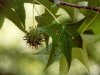 liquidambar_styraciflua_20110926_1103704953 liquidambar_styraciflua_20110926_1103704953