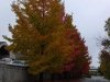 liquidambar_styraciflua_20110926_1928903561 liquidambar_styraciflua_20110926_1928903561