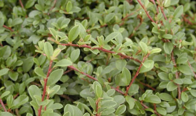cotoneaster radicans eichholz